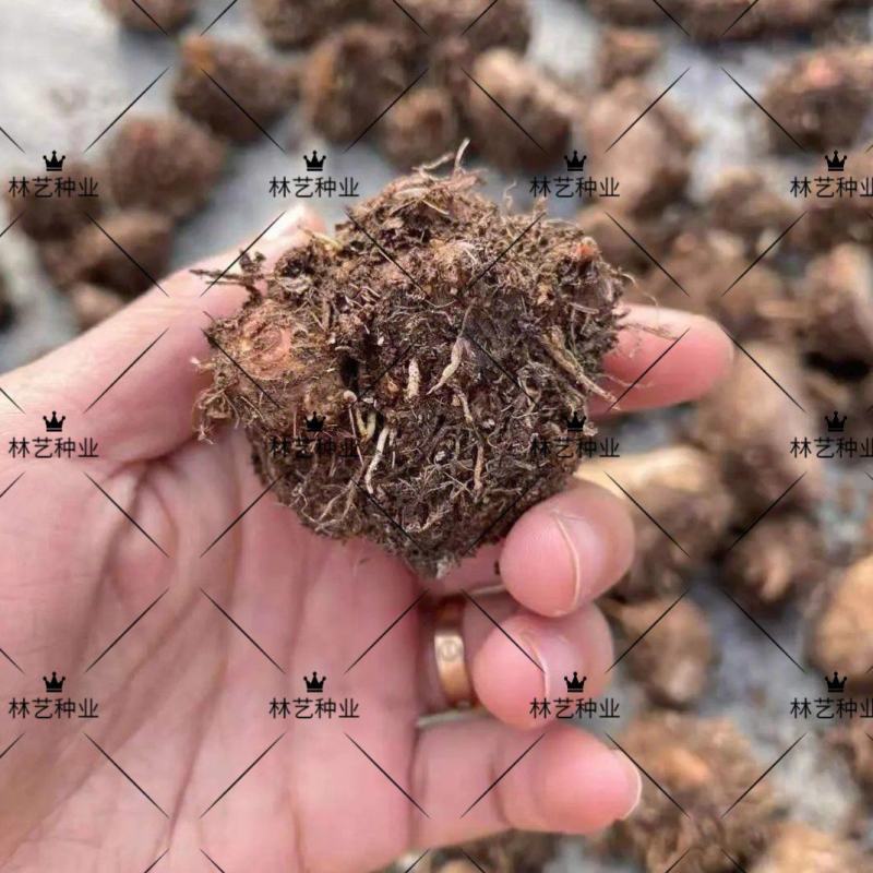 彩叶芋种球盆栽室内植物造景美观净化空气客厅绿植