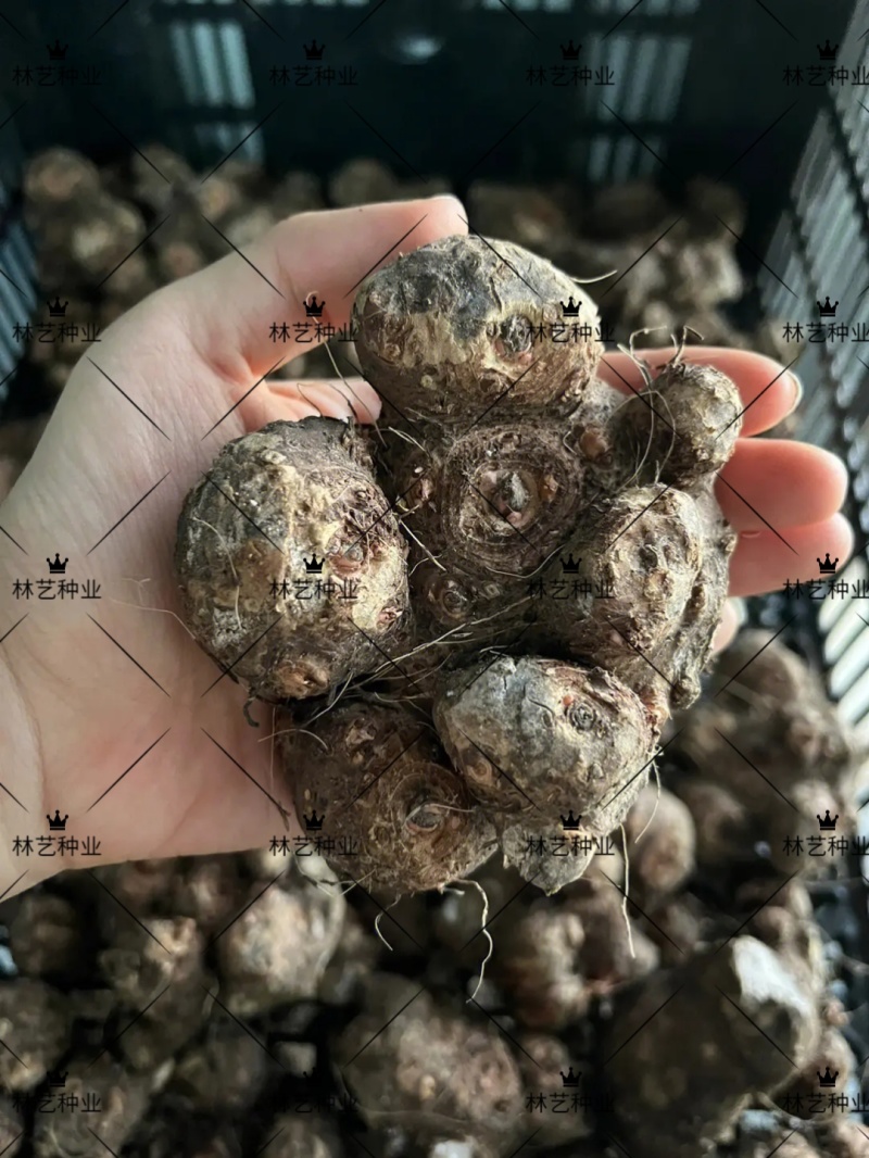 彩叶芋种球盆栽室内植物造景美观净化空气客厅绿植