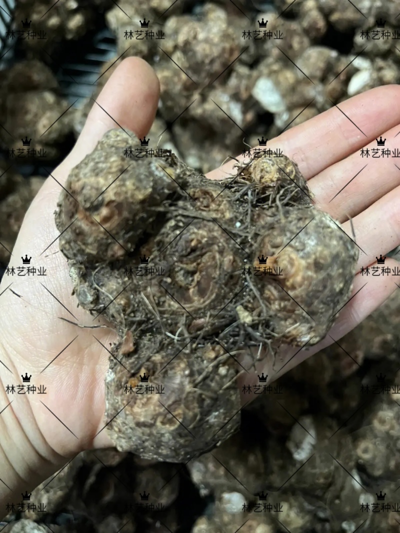 彩叶芋种球盆栽室内植物造景美观净化空气客厅绿植