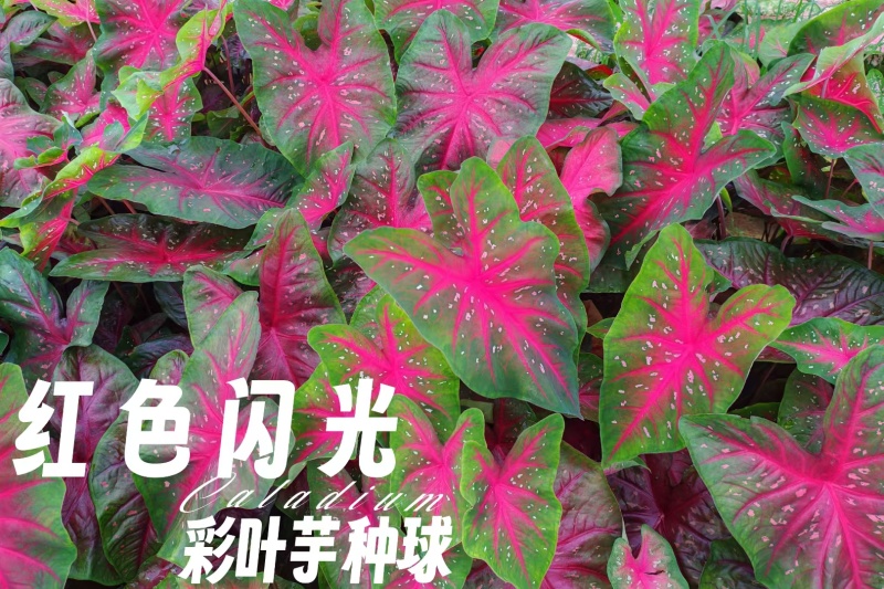 彩叶芋种球盆栽室内植物造景美观净化空气客厅绿植