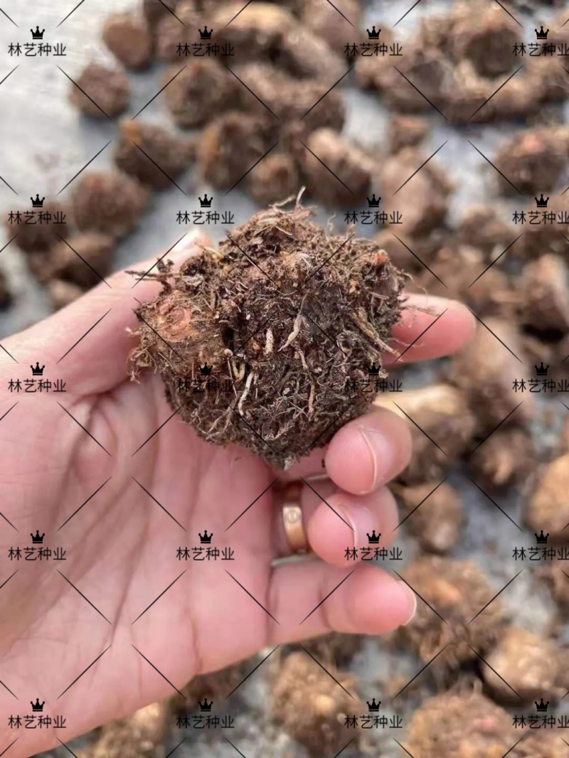 彩叶芋种球盆栽室内植物造景美观净化空气客厅绿植