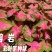 彩叶芋种球盆栽室内植物造景美观净化空气客厅绿植