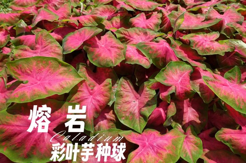 彩叶芋种球盆栽室内植物造景美观净化空气客厅绿植