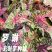 彩叶芋种球盆栽室内植物造景美观净化空气客厅绿植