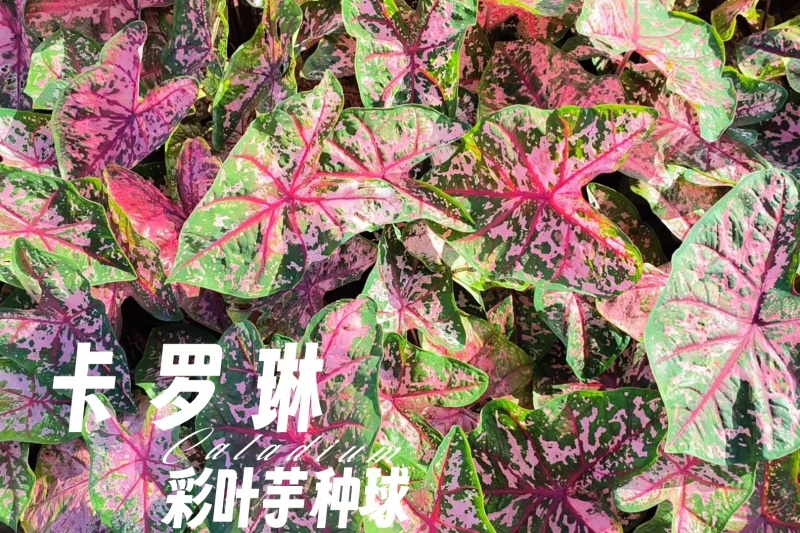 彩叶芋种球盆栽室内植物造景美观净化空气客厅绿植