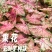 彩叶芋种球盆栽室内植物造景美观净化空气客厅绿植