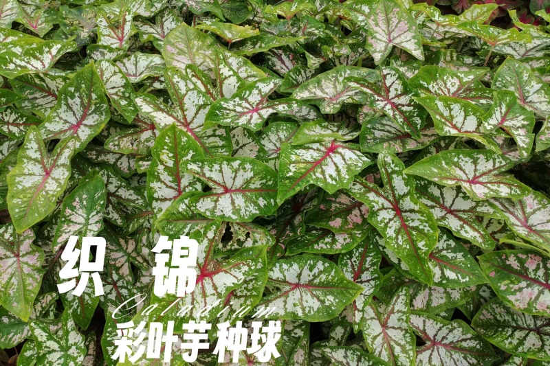 彩叶芋种球盆栽室内植物造景美观净化空气客厅绿植
