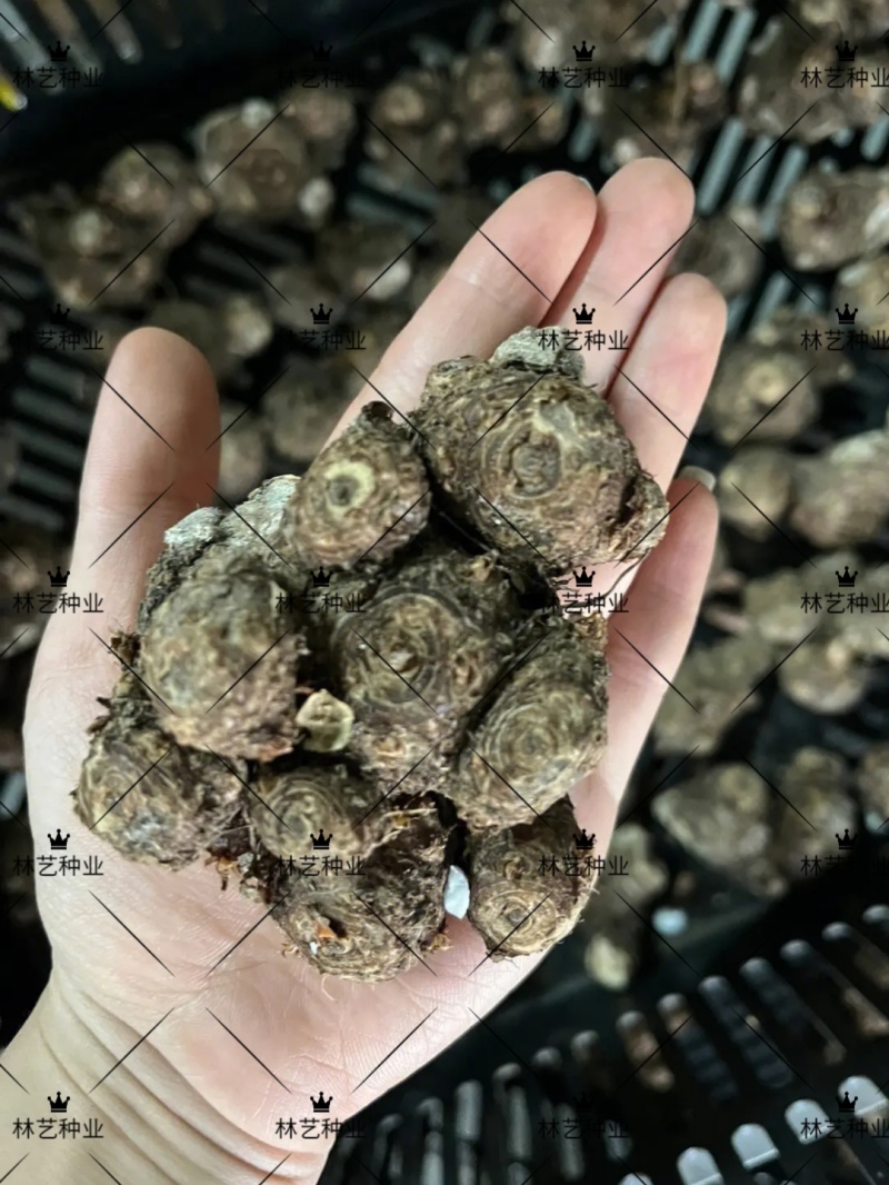 彩叶芋种球盆栽室内植物造景美观净化空气客厅绿植