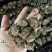 彩叶芋种球盆栽室内植物造景美观净化空气客厅绿植
