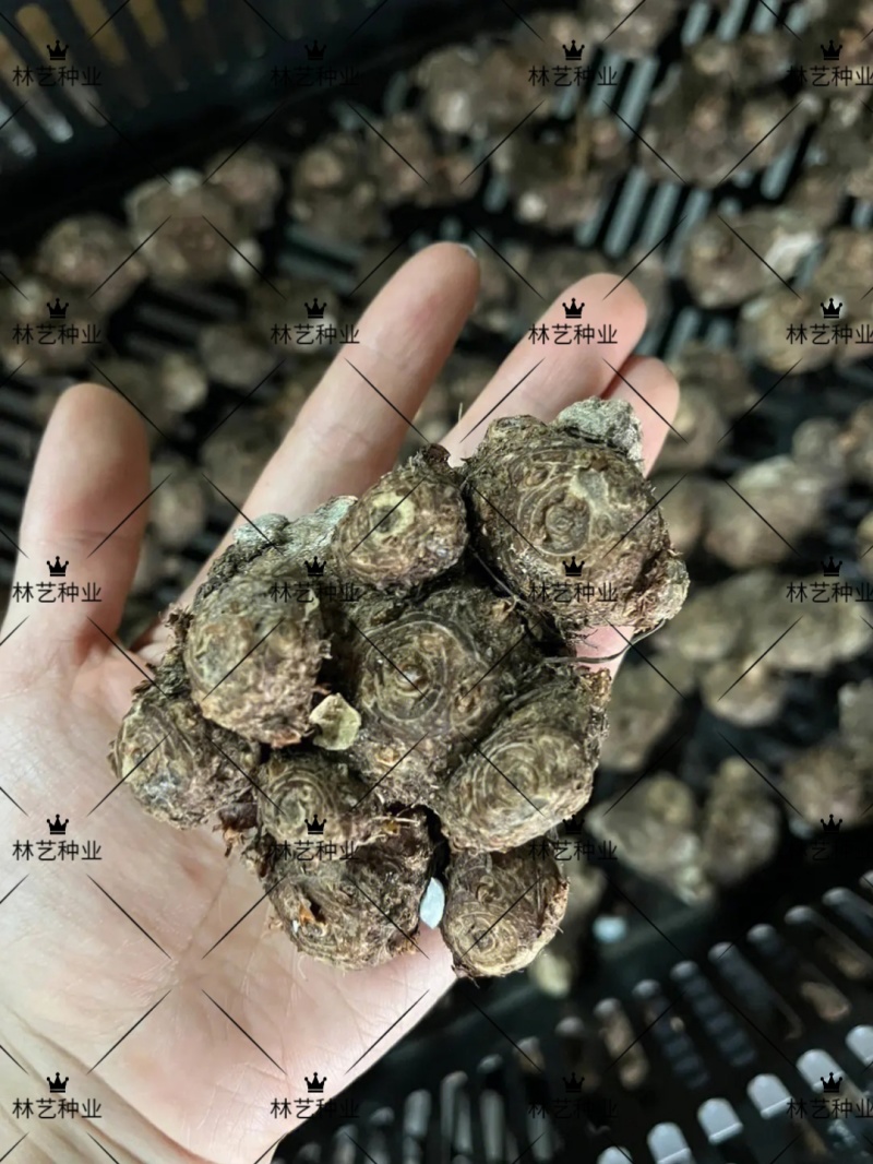 彩叶芋种球盆栽室内植物造景美观净化空气客厅绿植