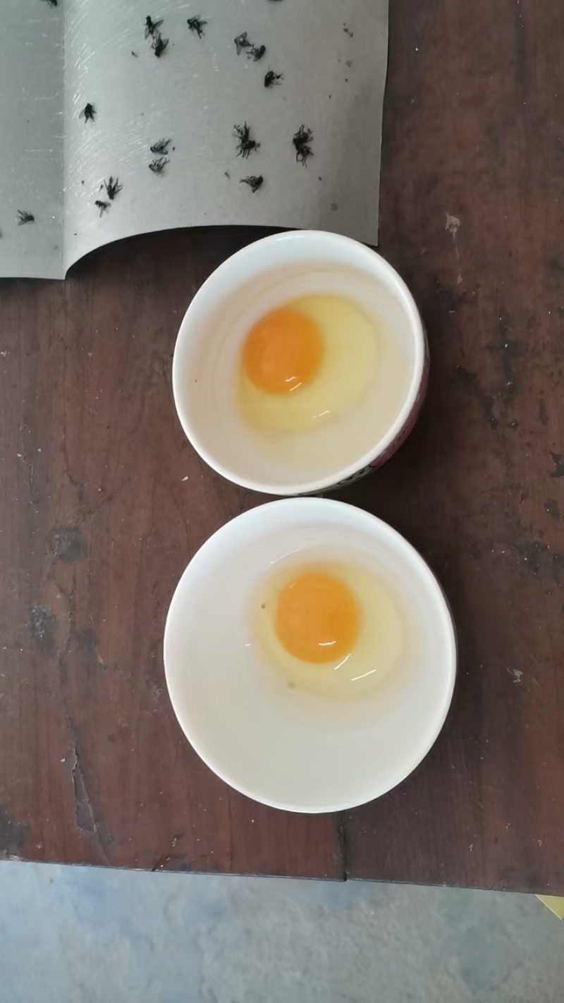 5w农一，农二土鸡蛋开产蛋（养殖场直销