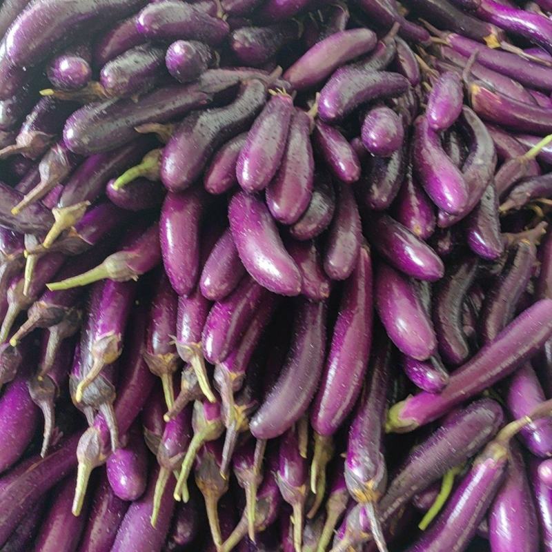 电商加工厂茄子食堂货多多价格便宜货量大供货时间长