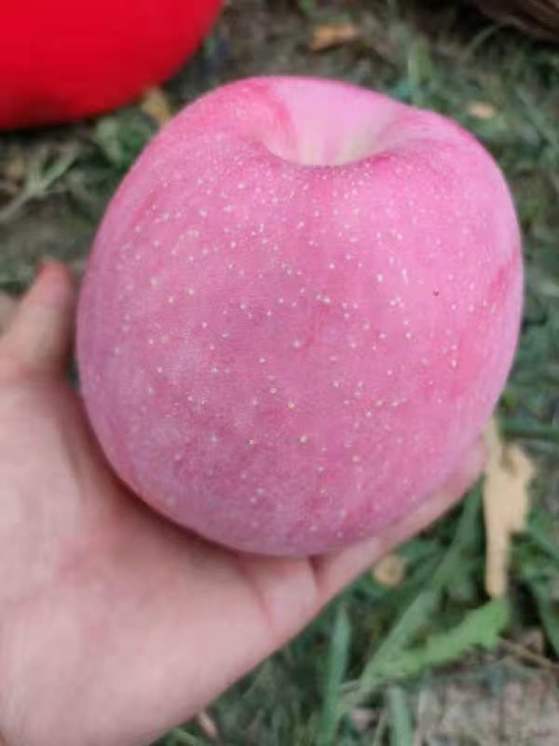 吉县红富士苹果已经大量上市
