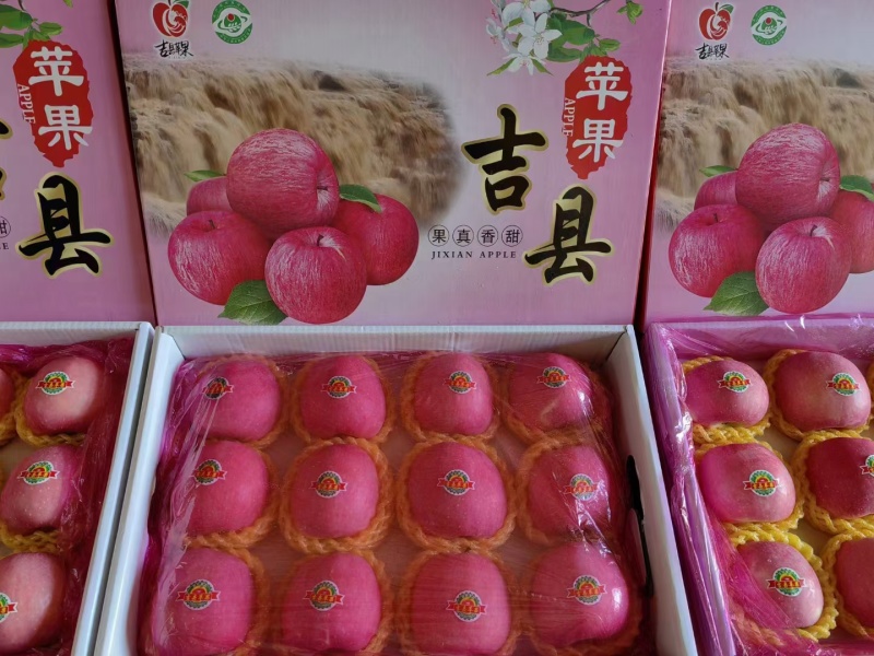 吉县红富士苹果已经大量上市