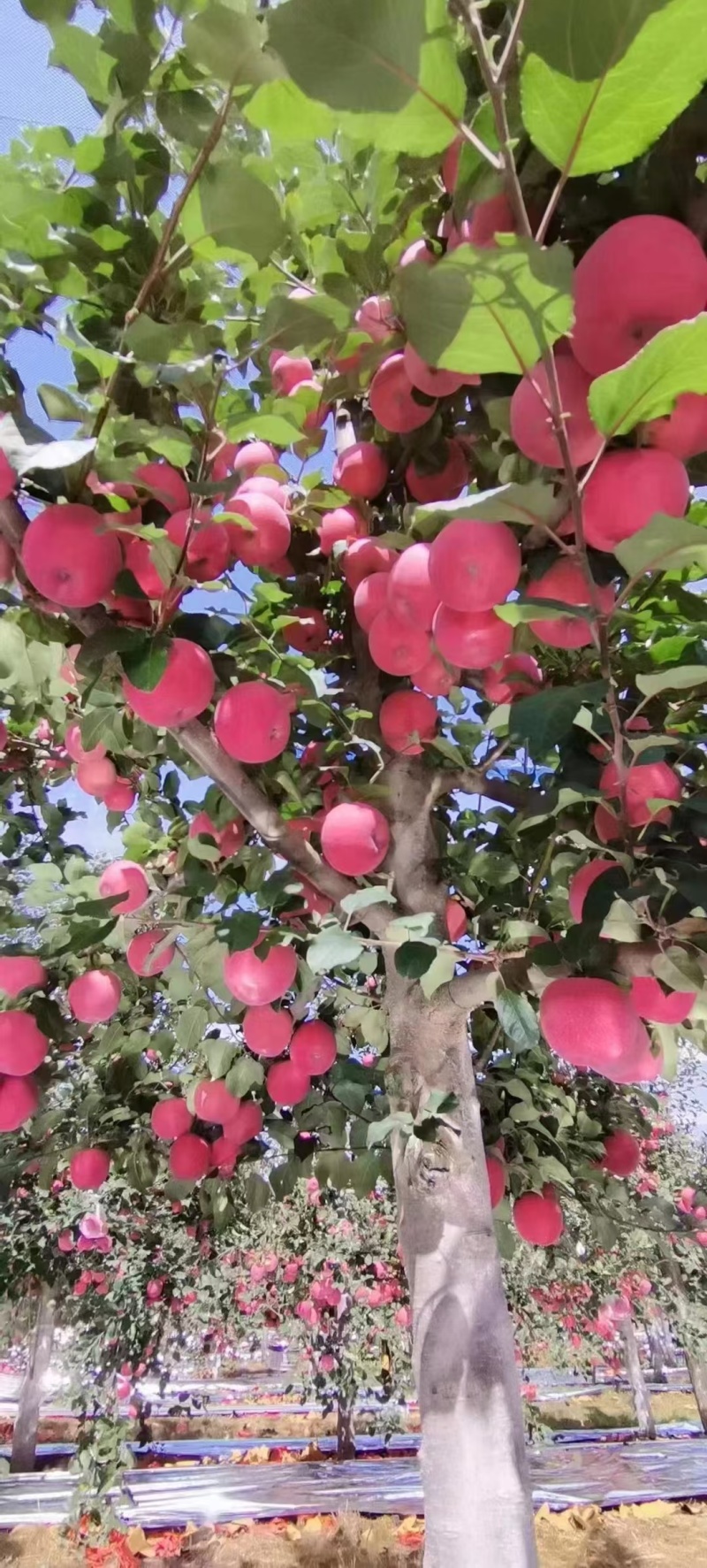 吉县红富士苹果已经大量上市