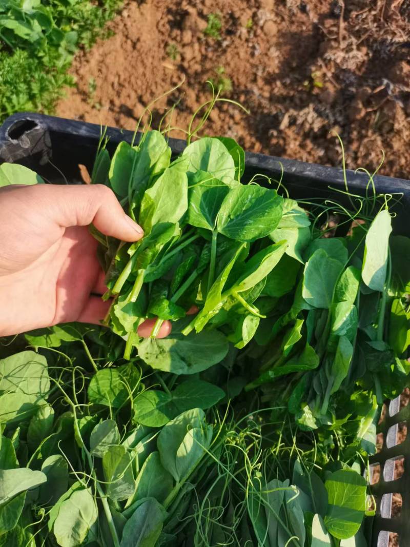 豌豆尖大基地规范专业种植，管理流程完善