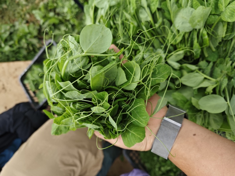 豌豆尖大基地规范专业种植，管理流程完善