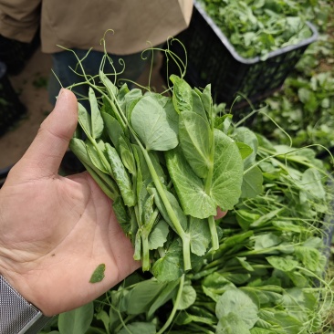 豌豆尖大基地规范专业种植，管理流程完善