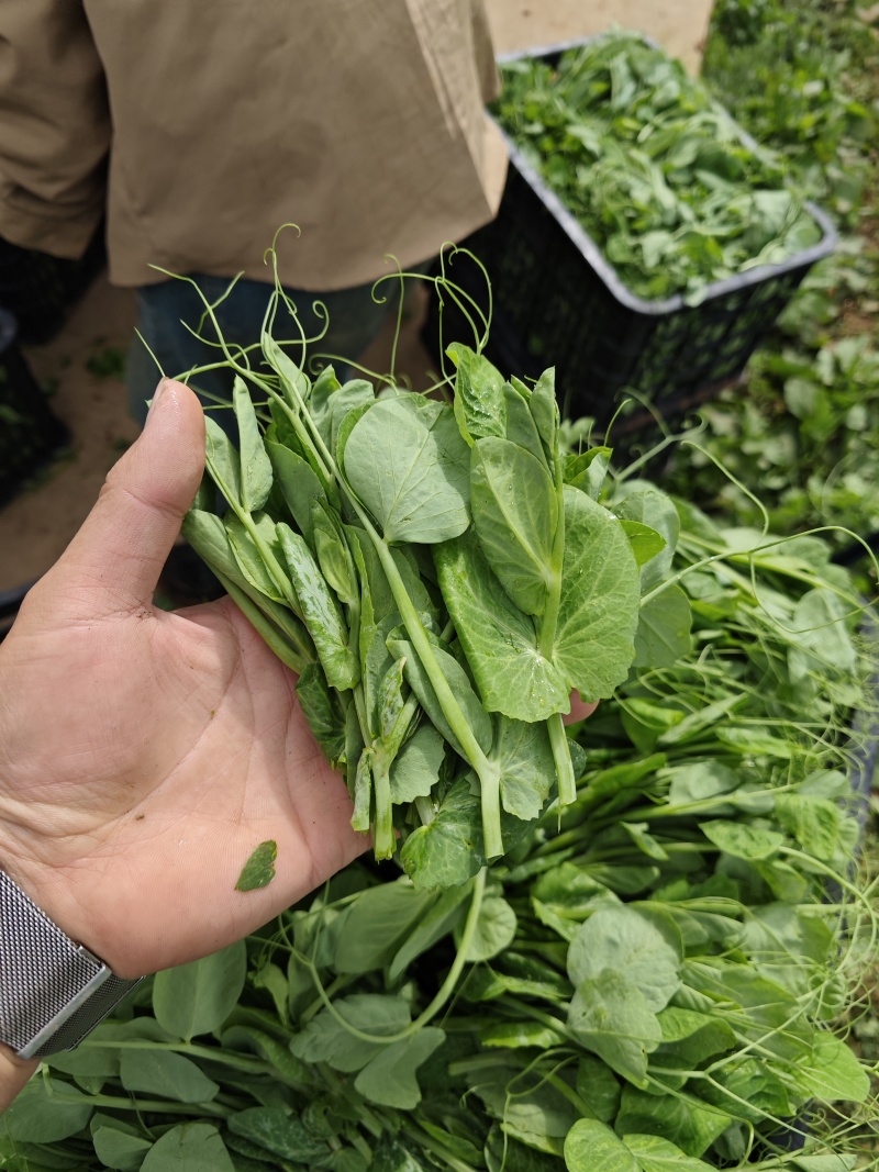 豌豆尖大基地规范专业种植，管理流程完善