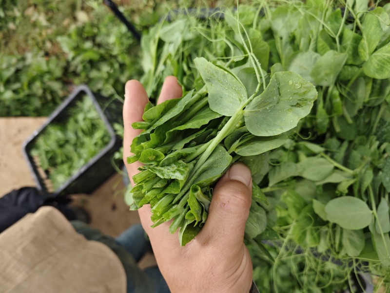 豌豆尖大基地规范专业种植，管理流程完善