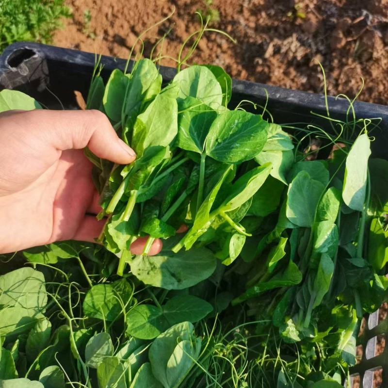 豌豆尖大基地规范专业种植，管理流程完善