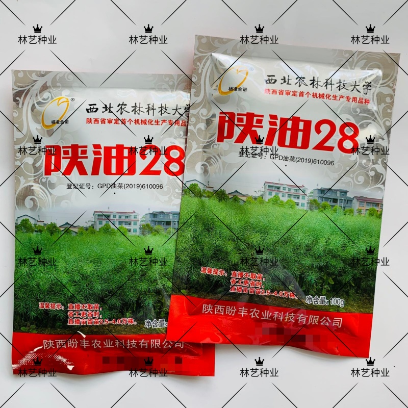 陕油28油菜种子杂交高产矮杆抗倒抗病农家秋冬季播油菜籽