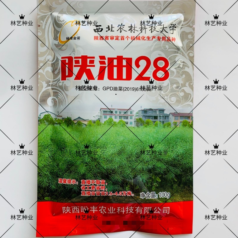 陕油28油菜种子杂交高产矮杆抗倒抗病农家秋冬季播油菜籽