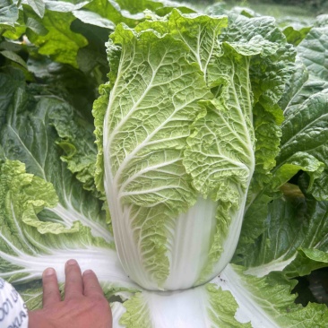 精品大白菜