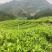 水仙茶大量有货.货源充足，量大优惠欢迎新老客户前来合作