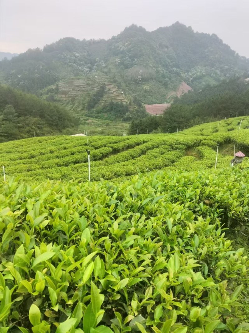 水仙茶大量有货.货源充足，量大优惠欢迎新老客户前来合作