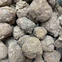 云南仿野生茯苓小个茯苓林下茯苓小个晒干茯苓整个批发茯苓