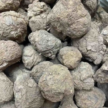 云南仿野生茯苓小个茯苓林下茯苓小个晒干茯苓整个批发茯苓