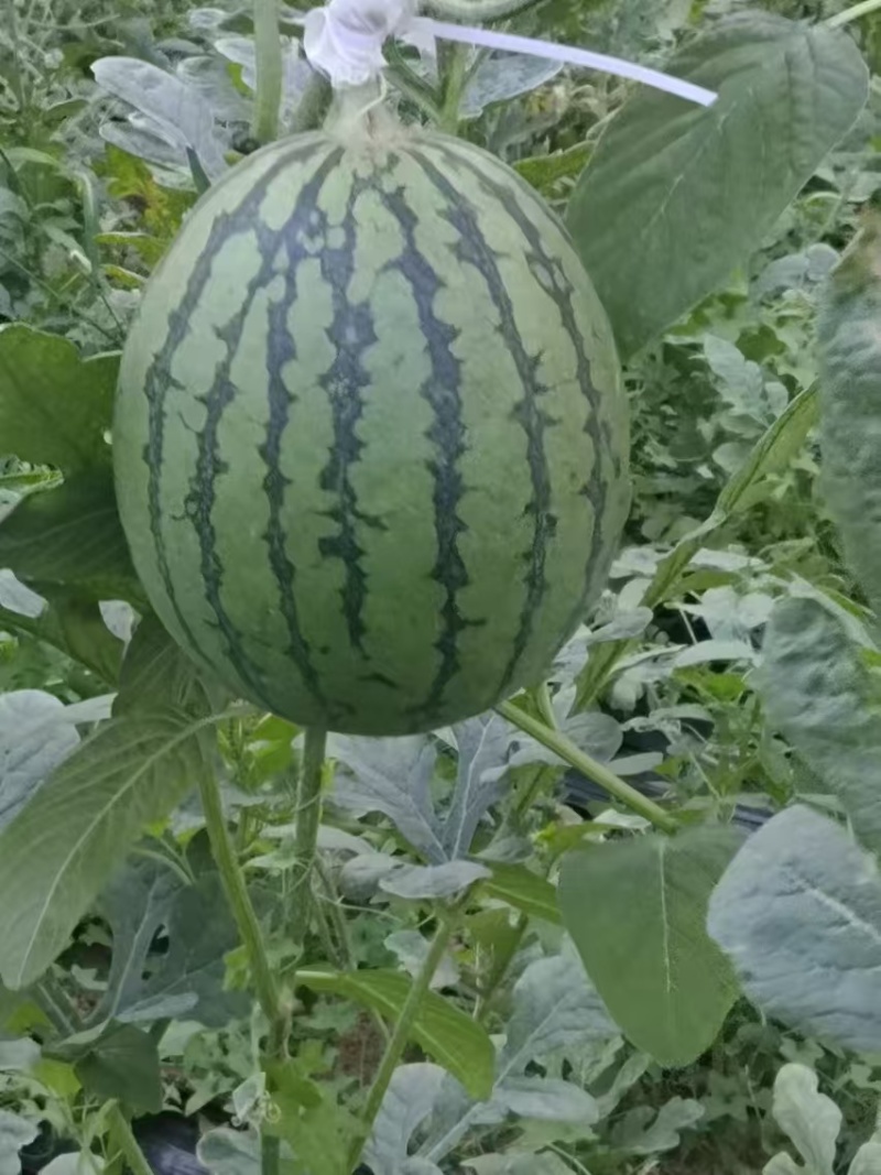陕西渭南西瓜-938吊兰西瓜产区大棚吊篮西瓜大量现货供应