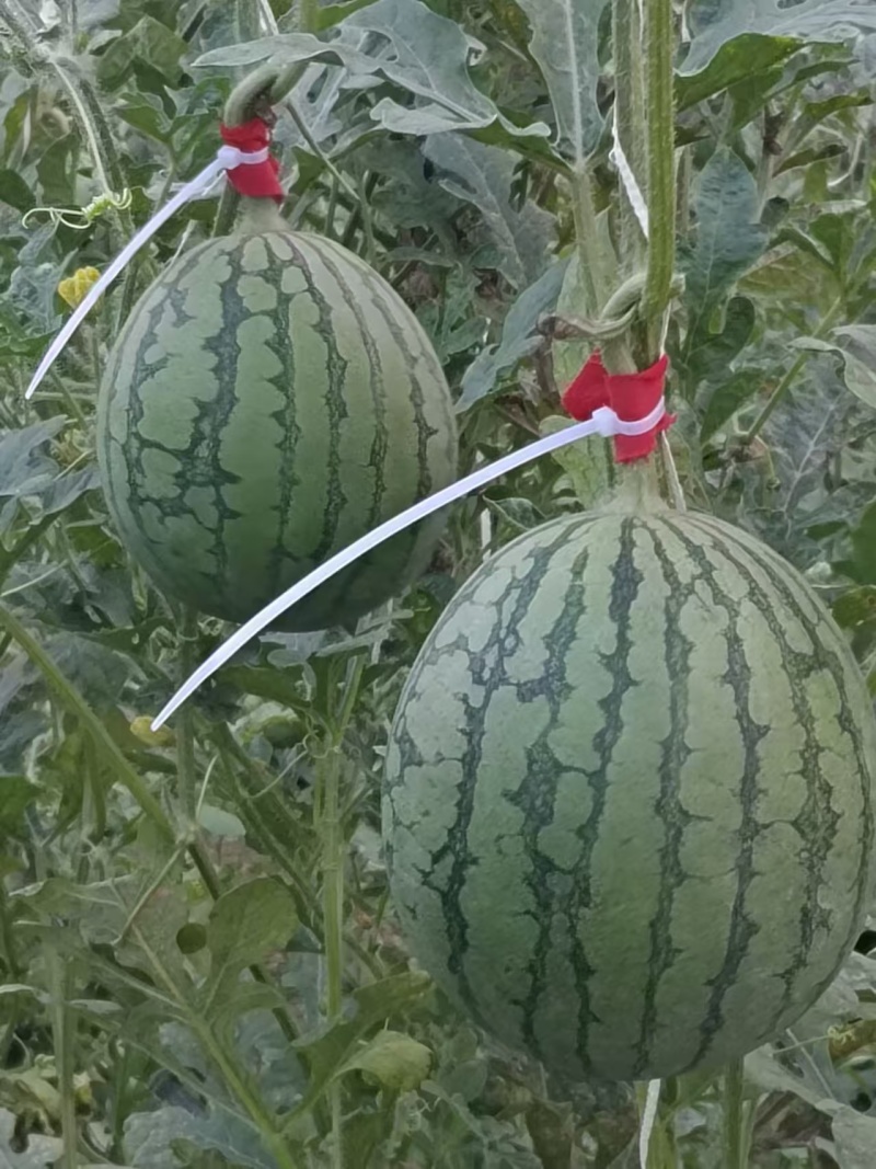 陕西渭南西瓜-938吊兰西瓜产区大棚吊篮西瓜大量现货供应
