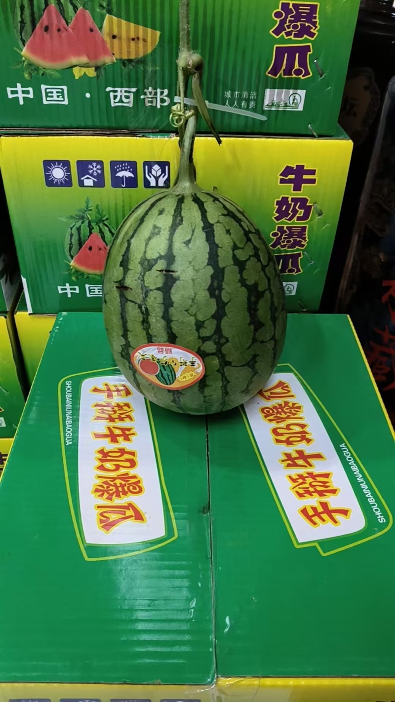 陕西渭南西瓜-938吊兰西瓜产区大棚吊篮西瓜大量现货供应