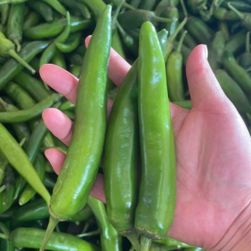 大青椒，鲜辣椒，青青尖椒，杭椒，产地大量供货，货源充足