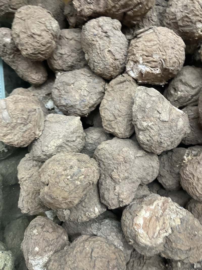 云南仿野生茯苓小个茯苓林下茯苓小个晒干茯苓整个批发茯苓