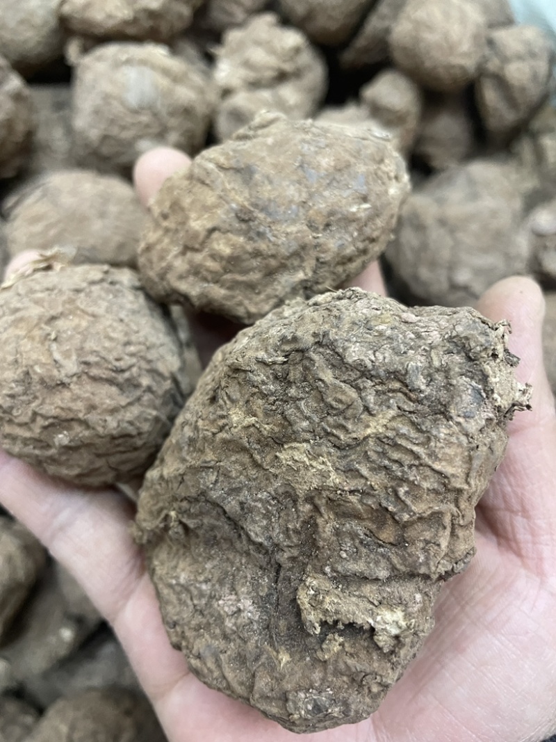 云南仿野生茯苓小个茯苓林下茯苓小个晒干茯苓整个批发茯苓