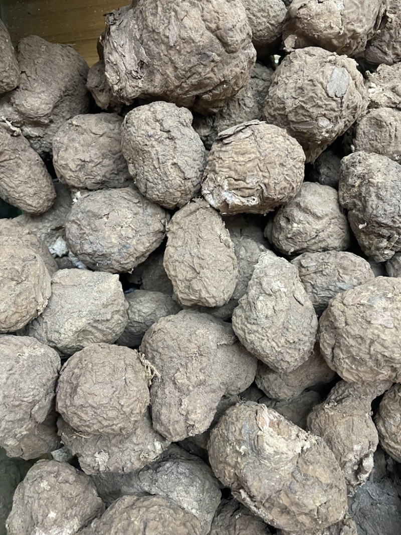 云南仿野生茯苓小个茯苓林下茯苓小个晒干茯苓整个批发茯苓