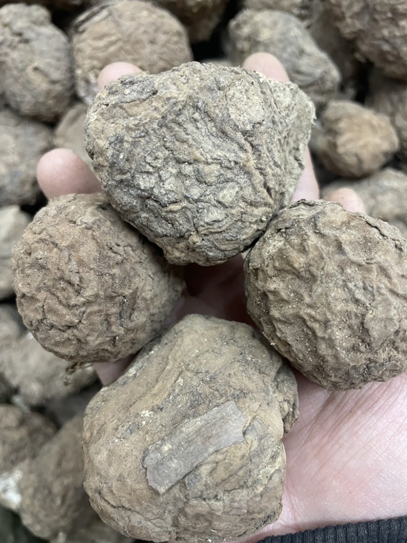 云南仿野生茯苓小个茯苓林下茯苓小个晒干茯苓整个批发茯苓