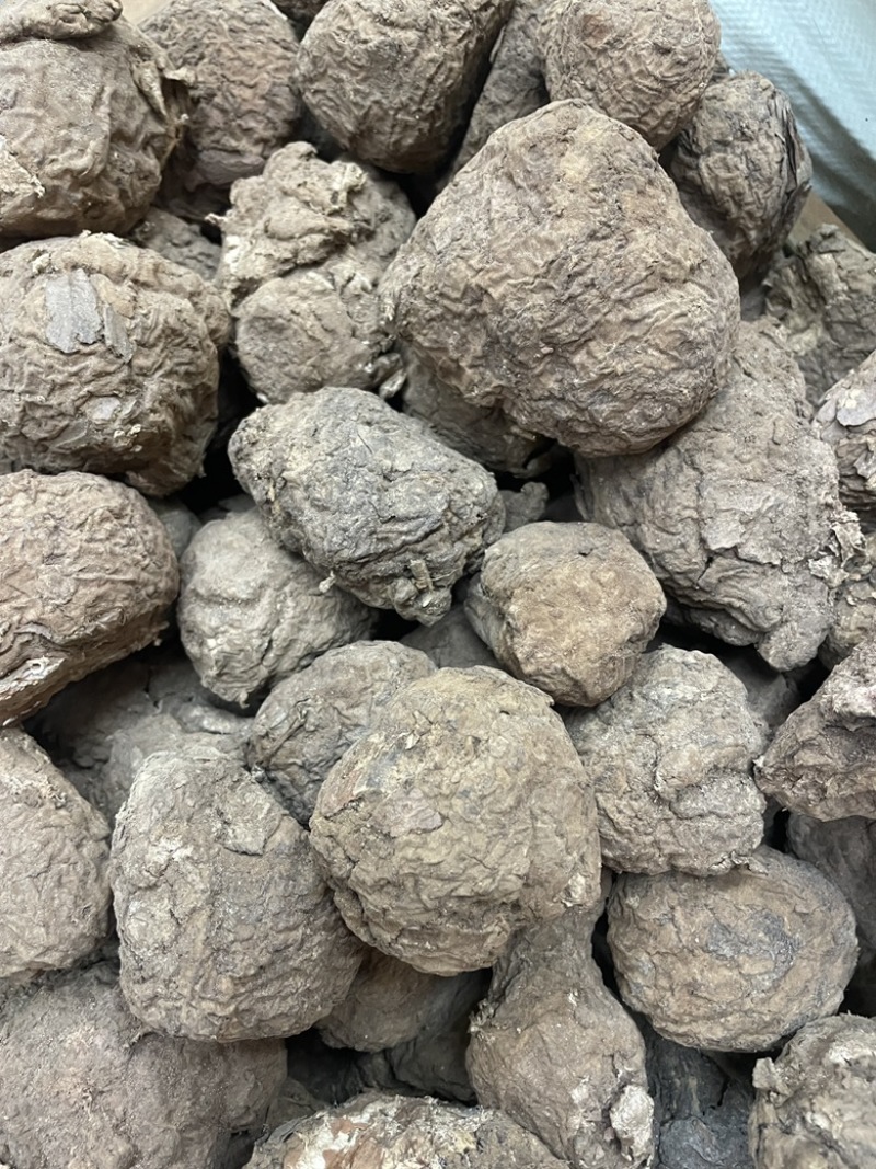 云南仿野生茯苓小个茯苓林下茯苓小个晒干茯苓整个批发茯苓