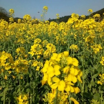 陕油803油菜种子高产抗病耐裂荚油菜籽种籽农家大田基地春