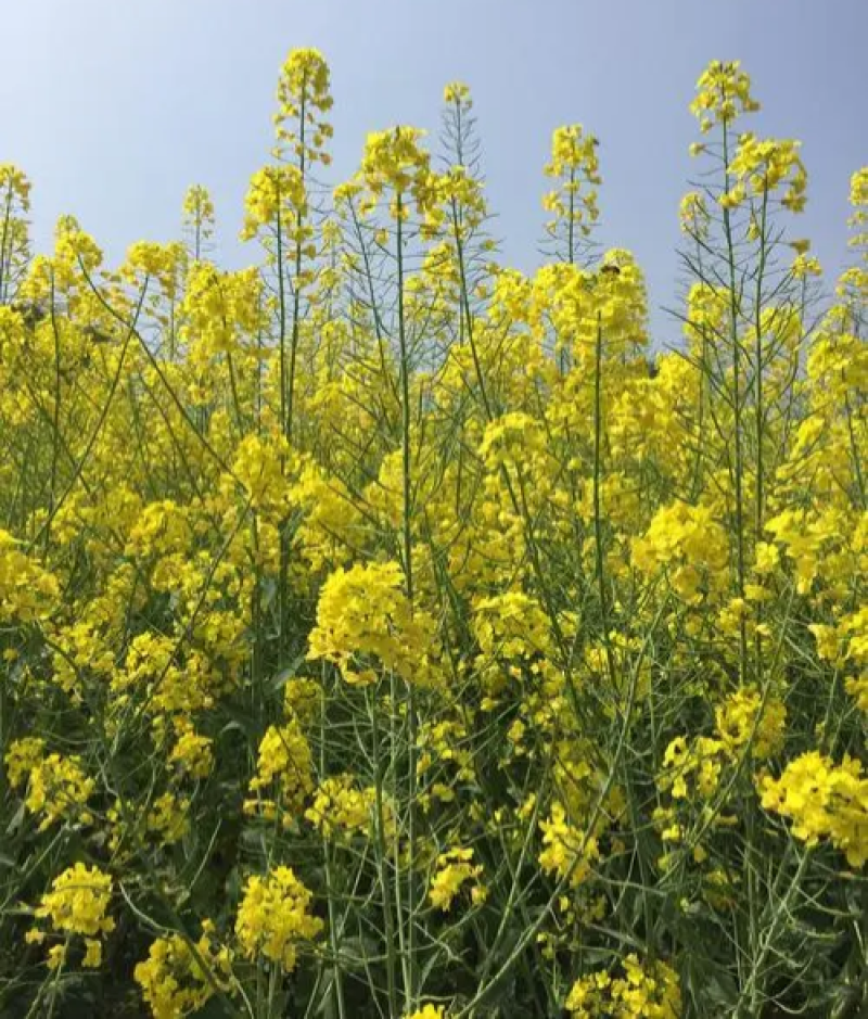 陕油803油菜种子高产抗病耐裂荚油菜籽种籽农家大田基地春