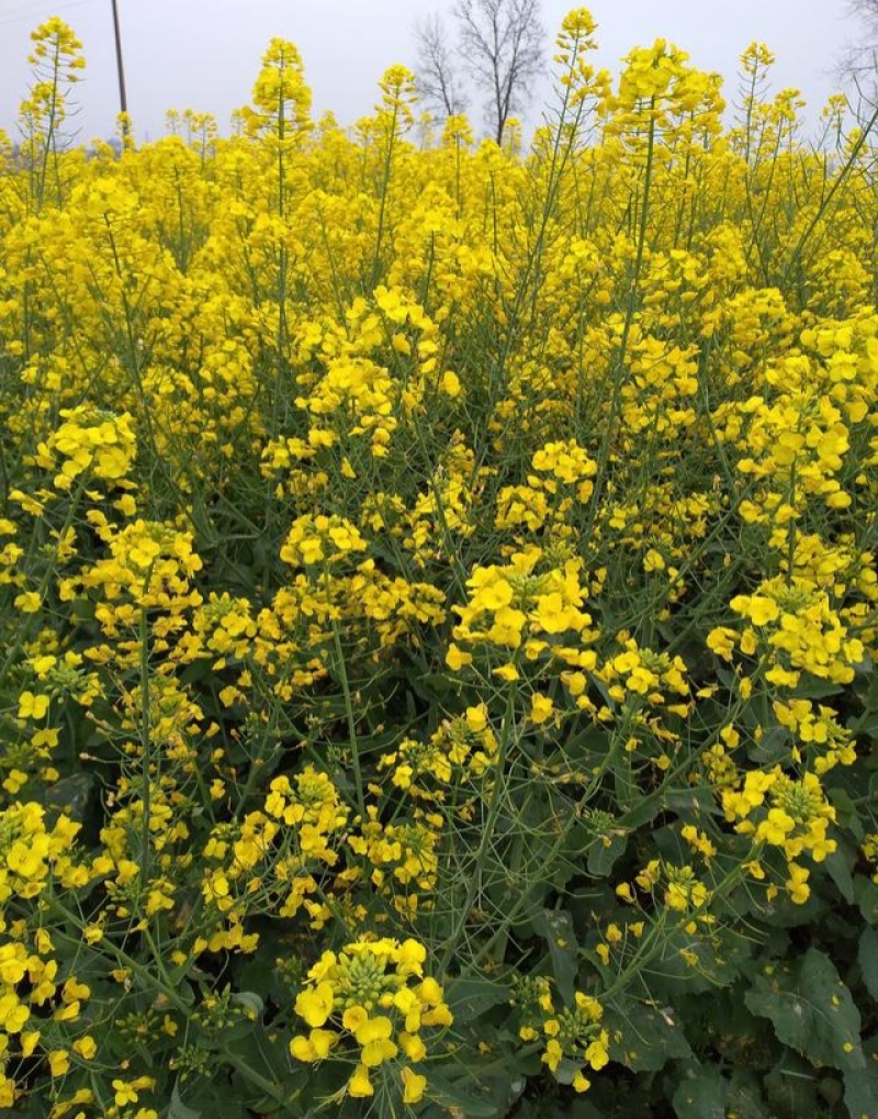 陕油803油菜种子高产抗病耐裂荚油菜籽种籽农家大田基地春