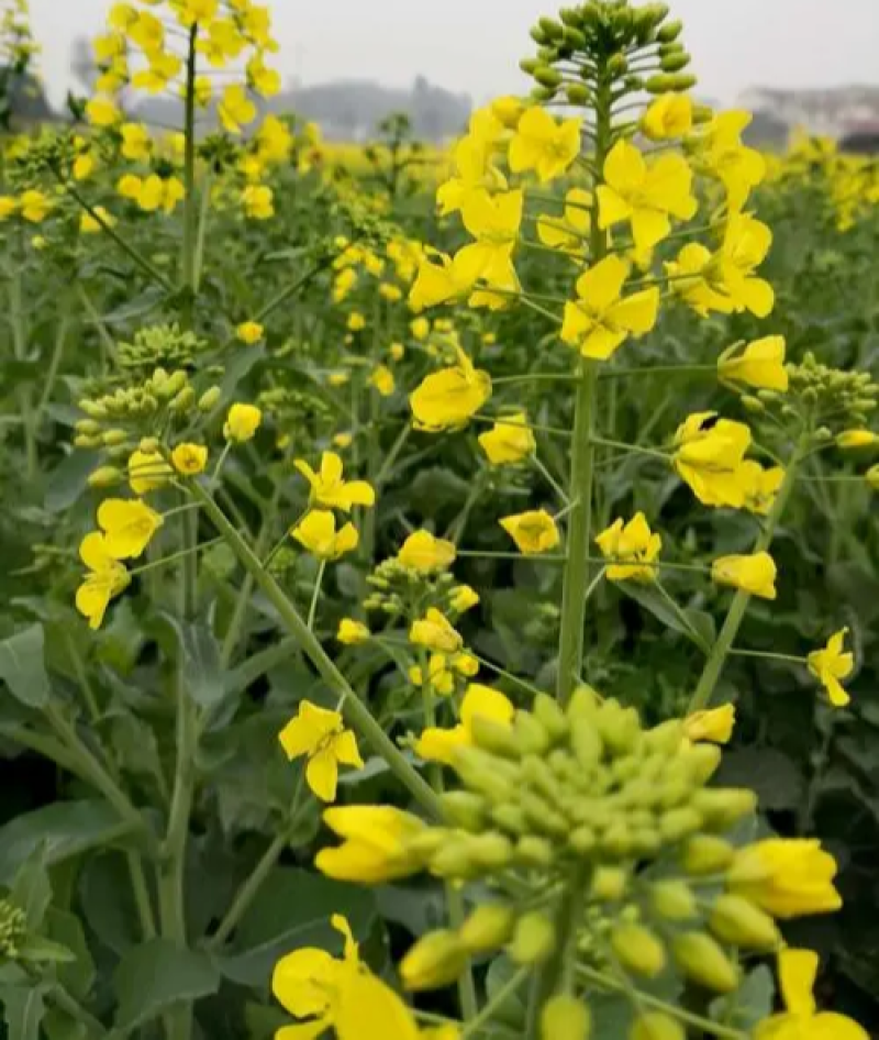 陕油803油菜种子高产抗病耐裂荚油菜籽种籽农家大田基地春