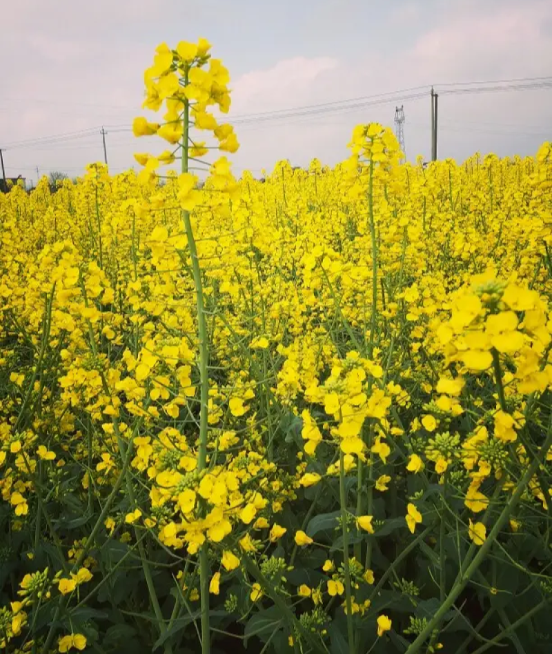 陕油803油菜种子高产抗病耐裂荚油菜籽种籽农家大田基地春