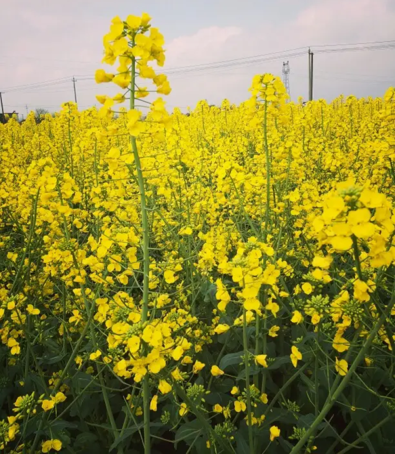 陕油803油菜种子高产抗病耐裂荚油菜籽种籽农家大田基地春