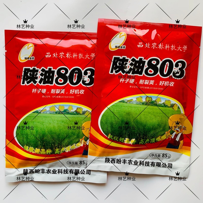 陕油803油菜种子高产抗病耐裂荚油菜籽种籽农家大田基地春