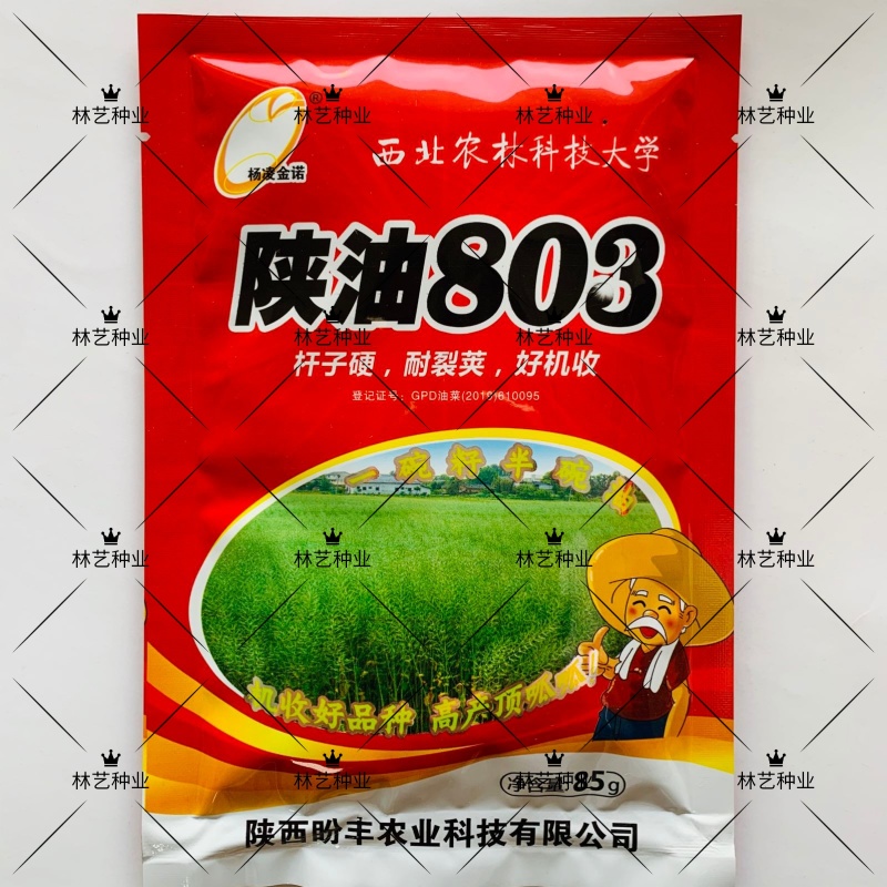 陕油803油菜种子高产抗病耐裂荚油菜籽种籽农家大田基地春