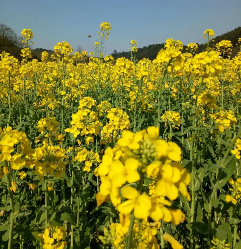 陕油803油菜种子高产抗病耐裂荚油菜籽种籽农家大田基地春